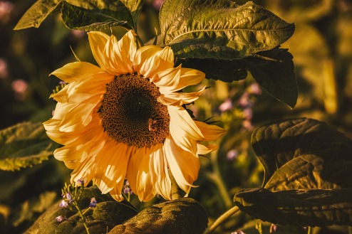 sunflower-3759285_1920